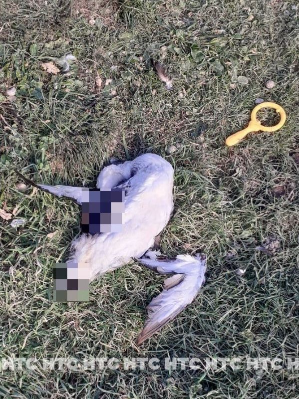 ������������� ������ ����� � ������ ����� ��������