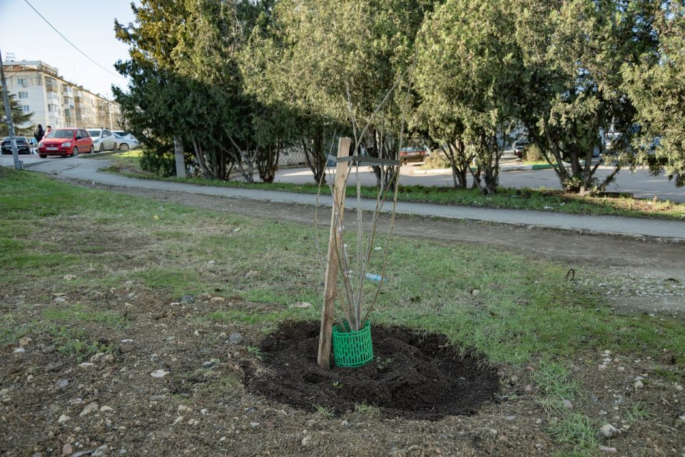 Акция «Зелёная улица» делает Севастополь ещё красивее! Акция «Зелёная улица» делает Севастополь ещё красивее!