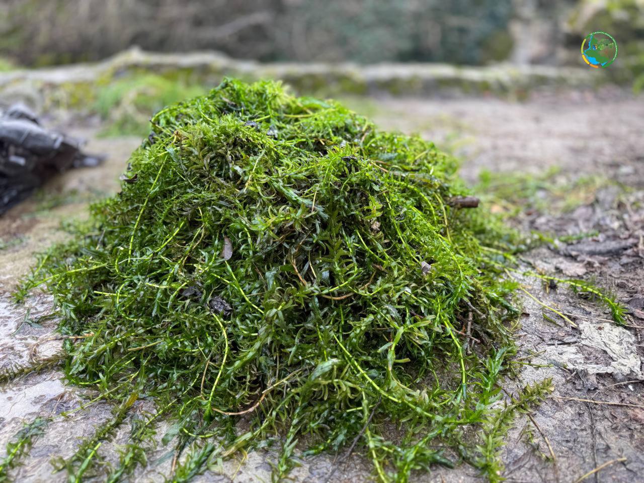 На территории памятника природы "Максимова дача" сотрудники ГБУ Севастополя "Дирекция ООПТ и лесного хозяйства" продолжают работы по благоустройству территории, очищая её от упавших ветвей и деревьев, а также удаление ... На территории памятника природы "Максимова дача" сотрудники ГБУ Севастополя "Дирекция ООПТ и лесного хозяйства" продолжают работы по благоустройству территории, очищая её от упавших ветвей и деревьев, а также удаление ...