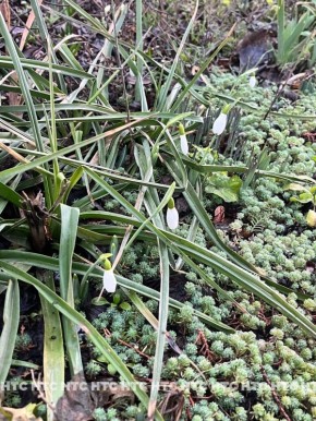 Февраль в Севастополе!. Если гуляете и замечаете цветы, фотографируйте и кидайте нам в комментарии к этому посту