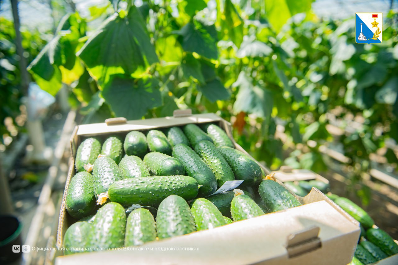 Поддерживаем тепличные хозяйства Севастополя