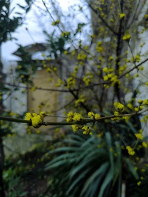 #Что за растение?. Кустарник или небольшое дерево, цветущее мелкими жёлтыми цветками, собранными в зонтики, ещё до появления листвы