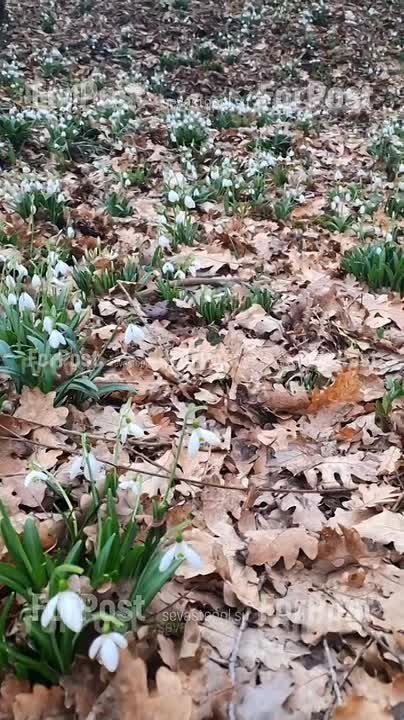 Ковры из подснежников в севастопольских лесах