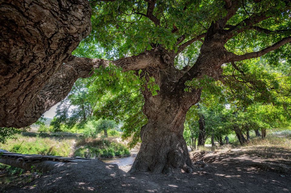 ����������� ���������� ����������߻