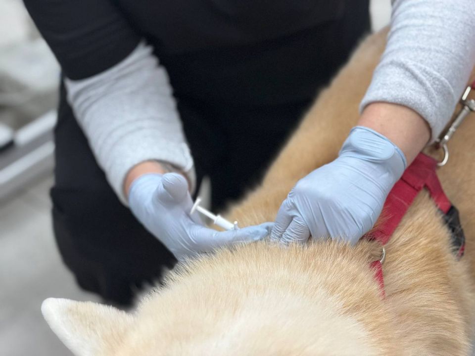 ������� ���������: � ����������� ������������ ���������� ��������� ����������� ����������� ��������