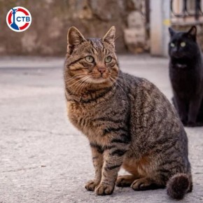 � ����������� �������� ������������ �������� �������� �� �������� ����