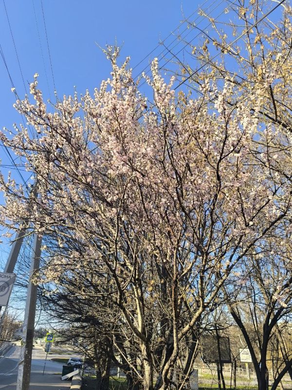 � ��������� ���� ����, �������������