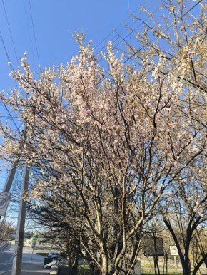 С последним днем зимы, севастопольцы