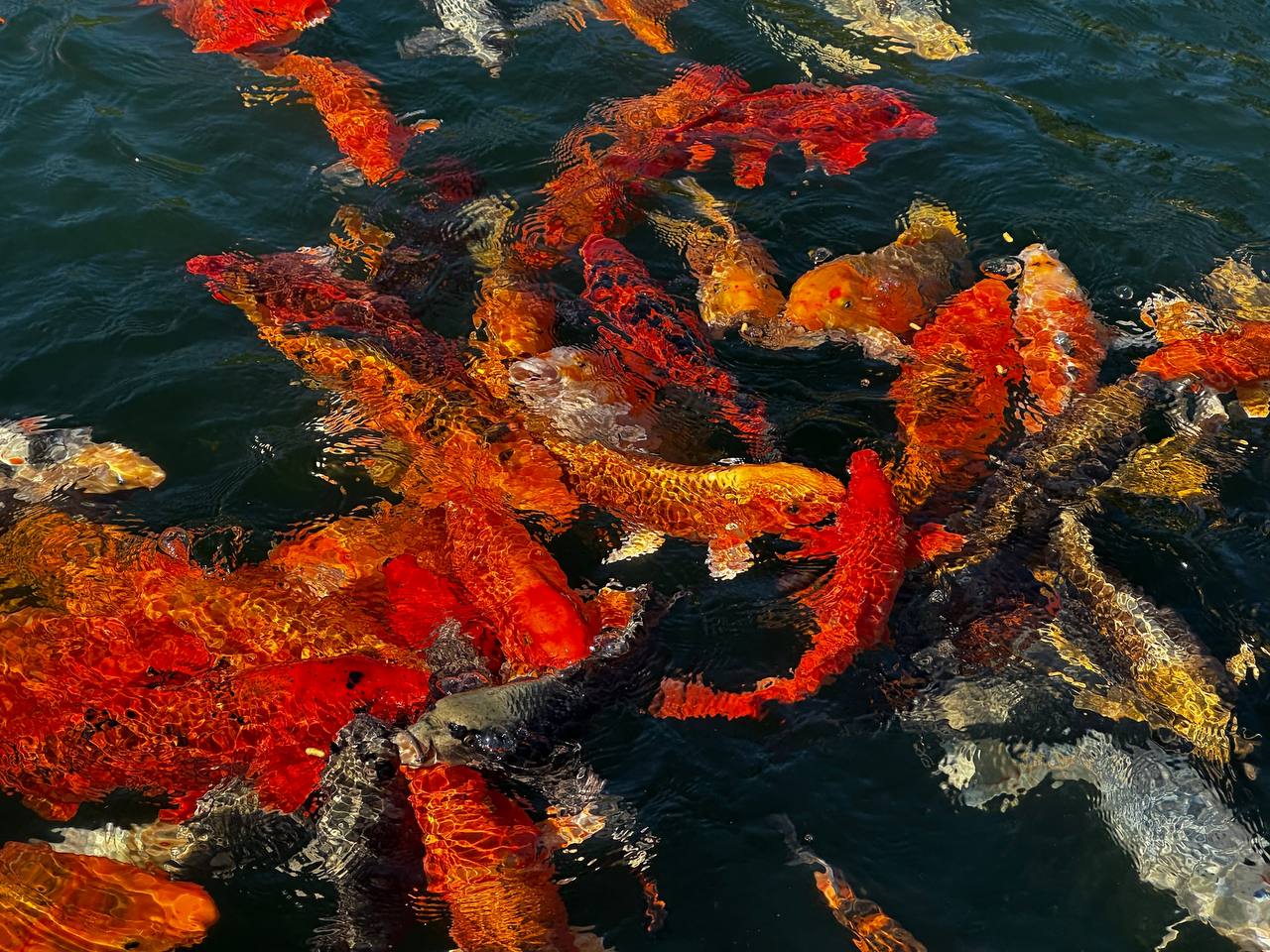 Украшение реки Героон. В реке Героон, протекающей через Новый Херсонес, обитают декоративные рыбы Украшение реки Героон. В реке Героон, протекающей через Новый Херсонес, обитают декоративные рыбы