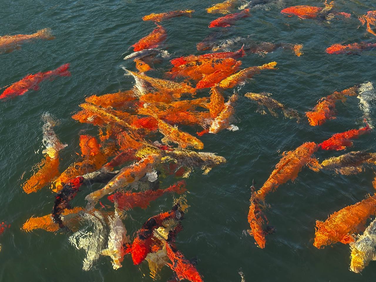 Украшение реки Героон. В реке Героон, протекающей через Новый Херсонес, обитают декоративные рыбы Украшение реки Героон. В реке Героон, протекающей через Новый Херсонес, обитают декоративные рыбы