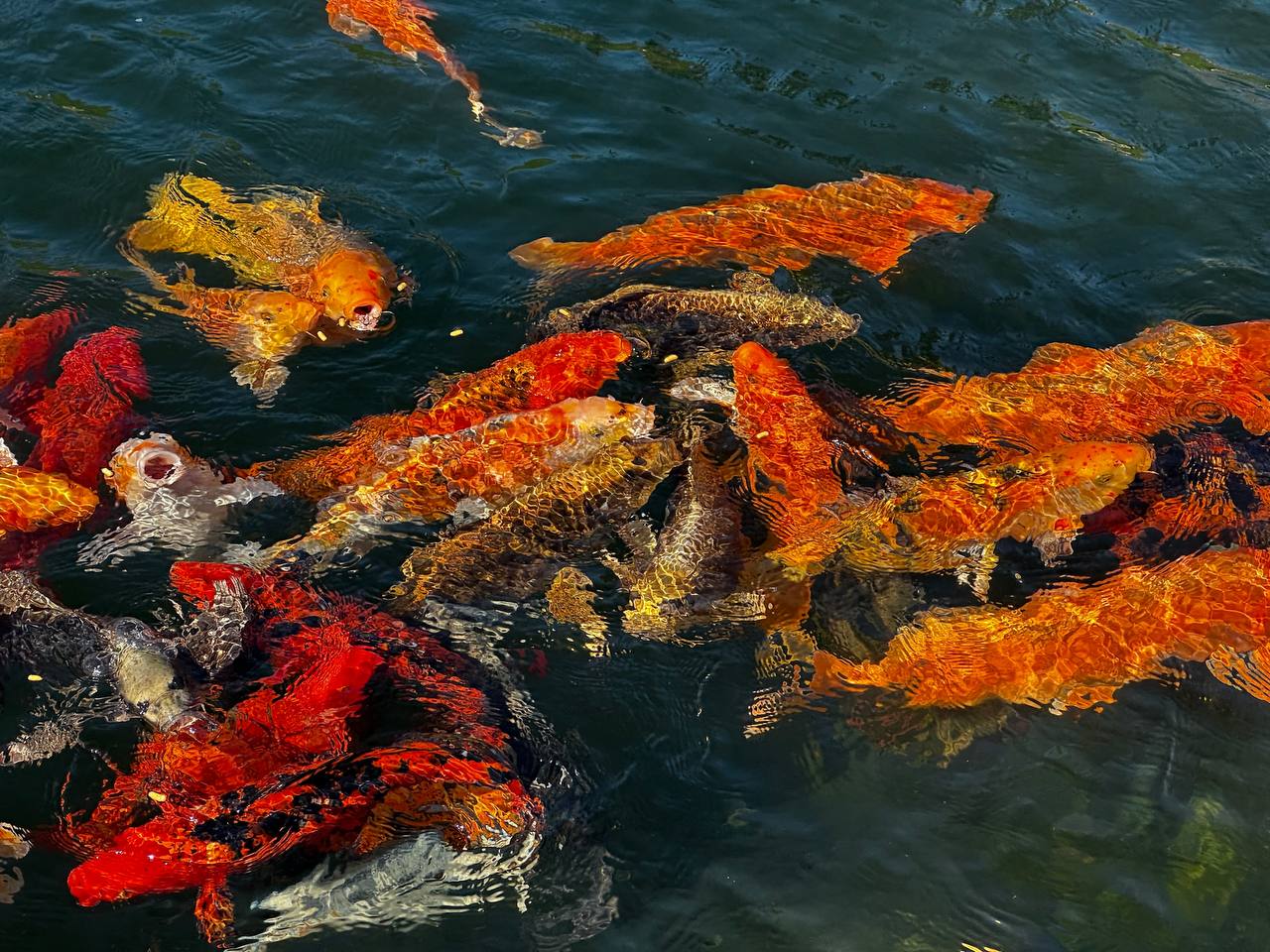 Украшение реки Героон. В реке Героон, протекающей через Новый Херсонес, обитают декоративные рыбы Украшение реки Героон. В реке Героон, протекающей через Новый Херсонес, обитают декоративные рыбы