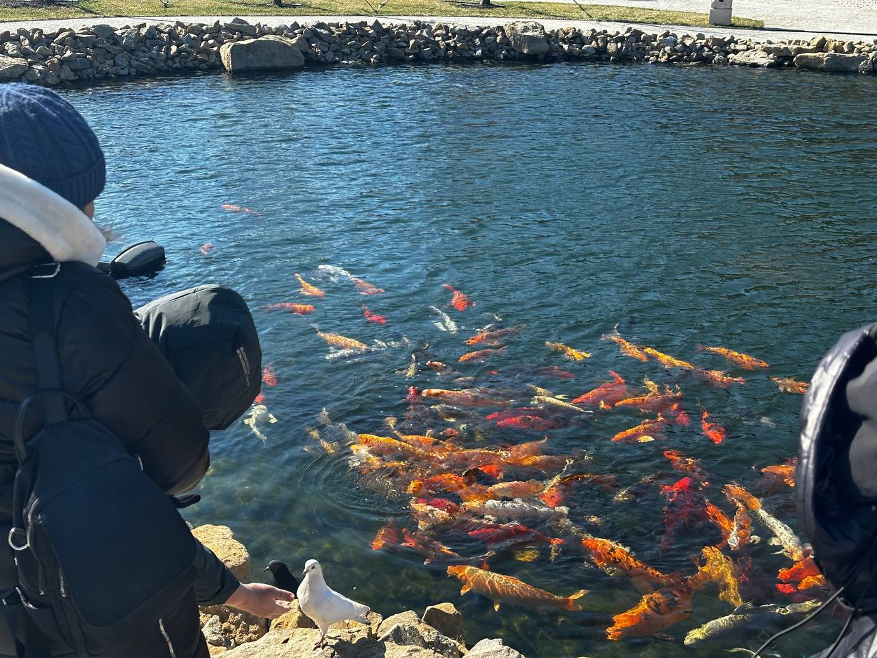 Украшение реки Героон. В реке Героон, протекающей через Новый Херсонес, обитают декоративные рыбы
