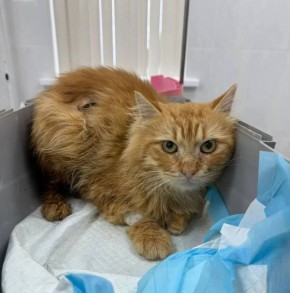 Михаил Развожаев: Хирурги госветклиники провели сложную операцию на кишечнике у кота Рыжика после ранения