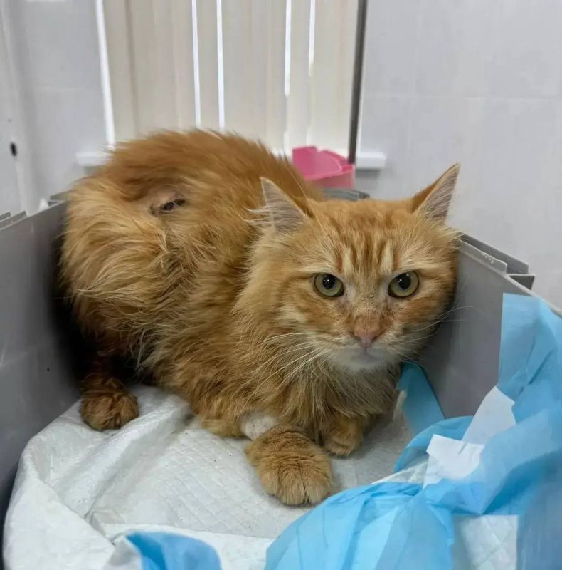 Севастопольские ветеринары спасли Рыжика после ранения