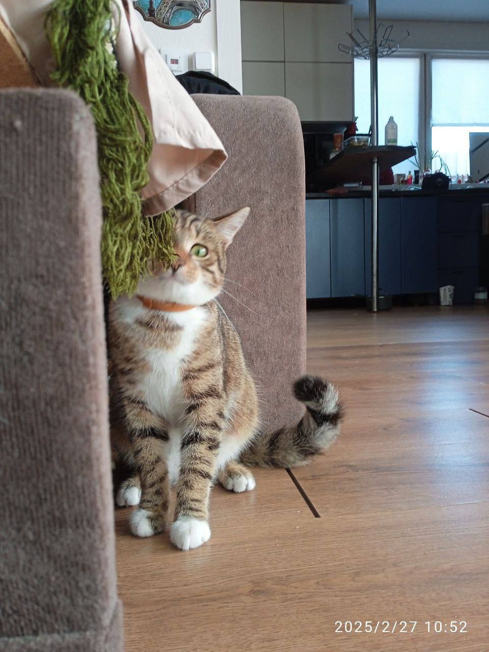 Внимание! Пост с повышенной пушистостью! Внимание! Пост с повышенной пушистостью!