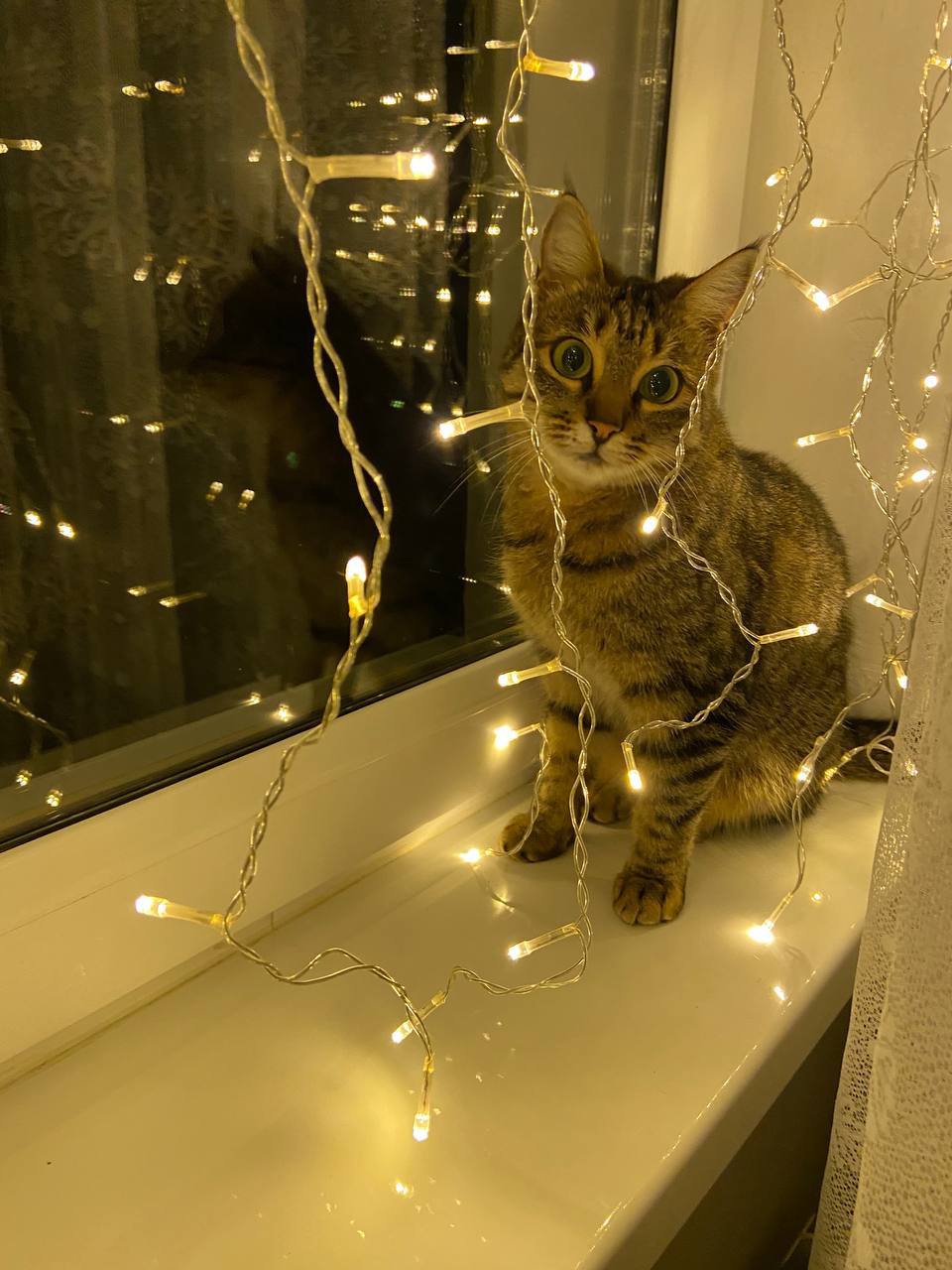 Внимание! Пост с повышенной пушистостью! Внимание! Пост с повышенной пушистостью!