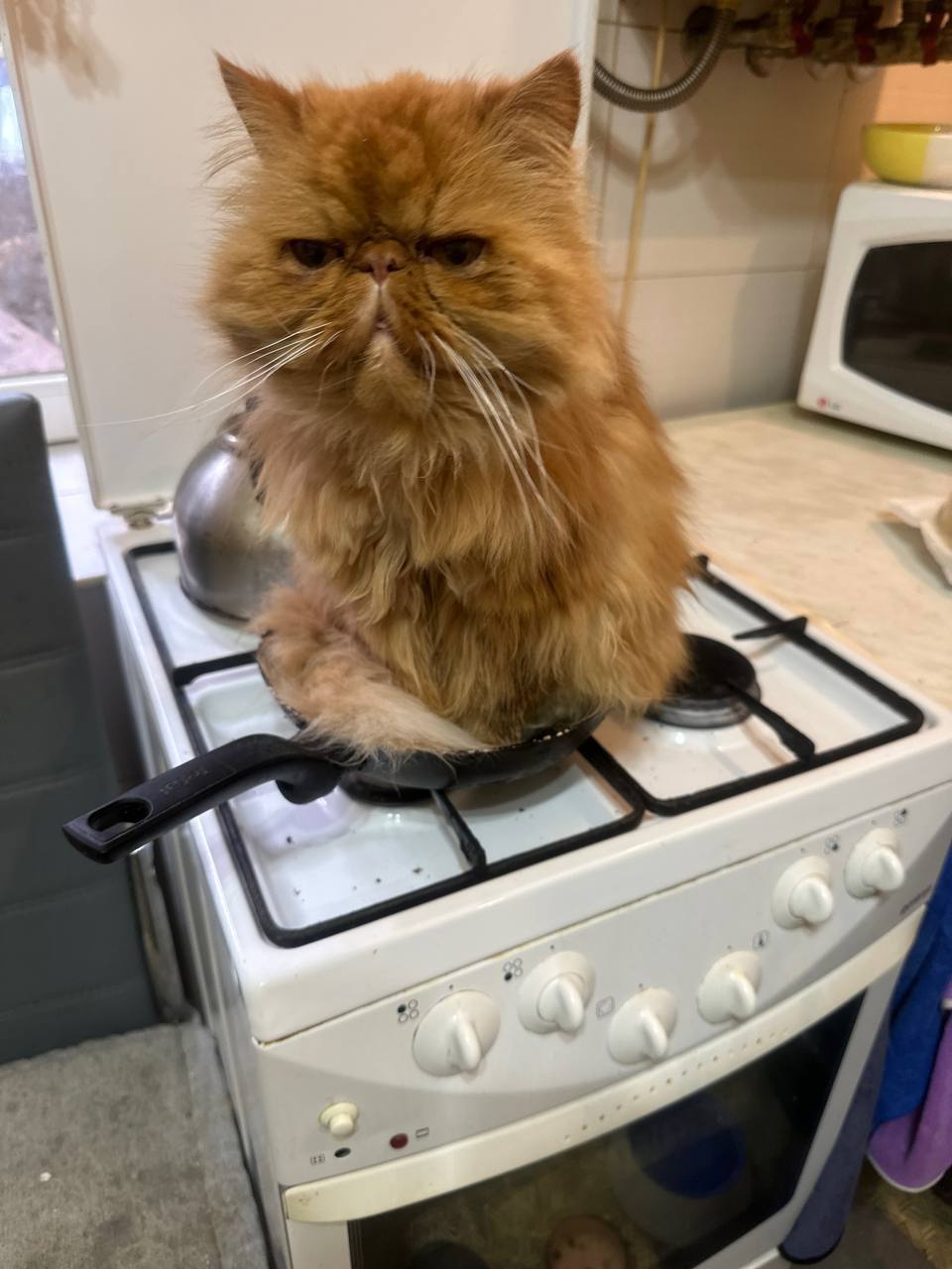 Внимание! Пост с повышенной пушистостью! Внимание! Пост с повышенной пушистостью!