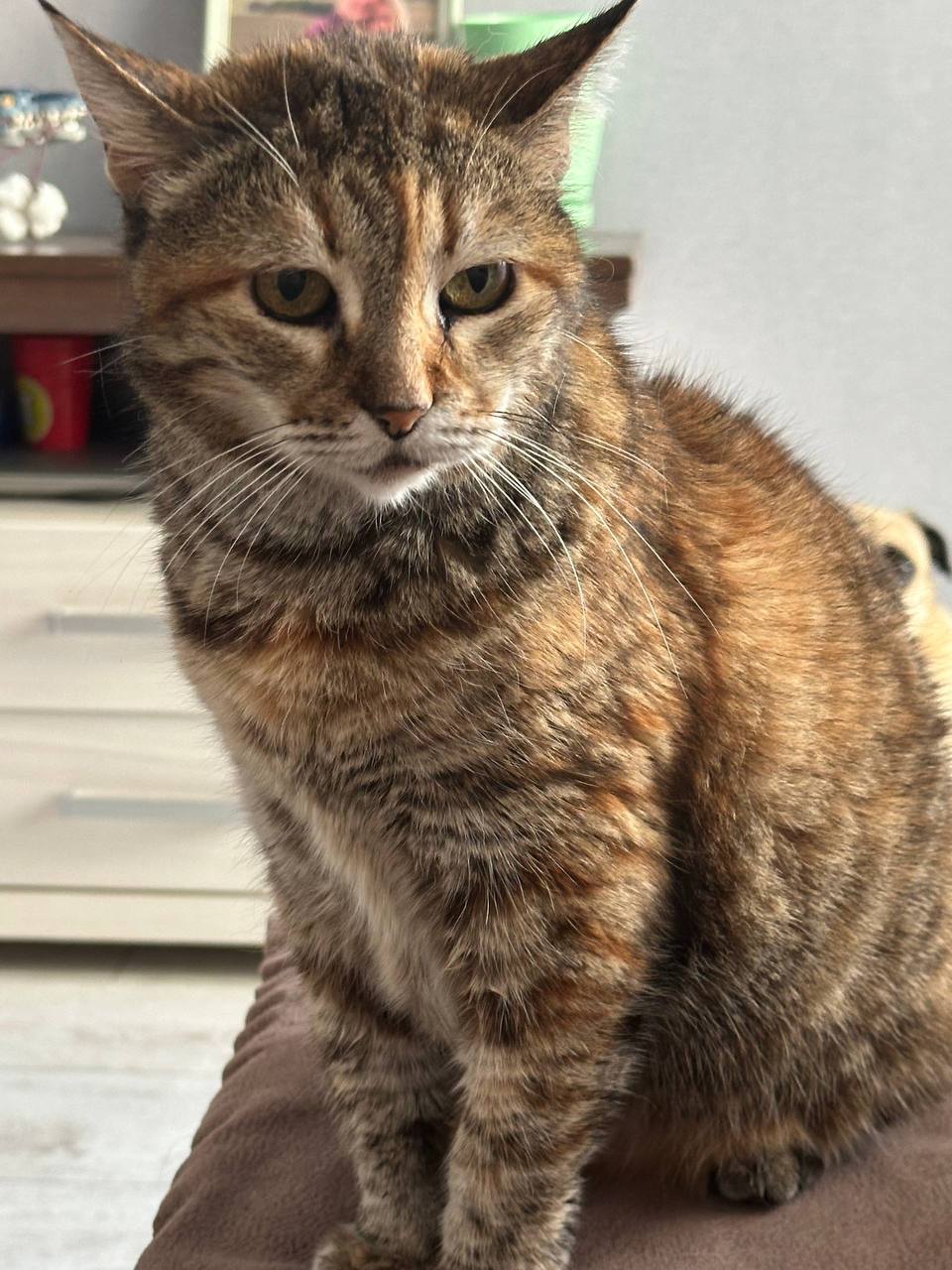 Внимание! Пост с повышенной пушистостью! Внимание! Пост с повышенной пушистостью!