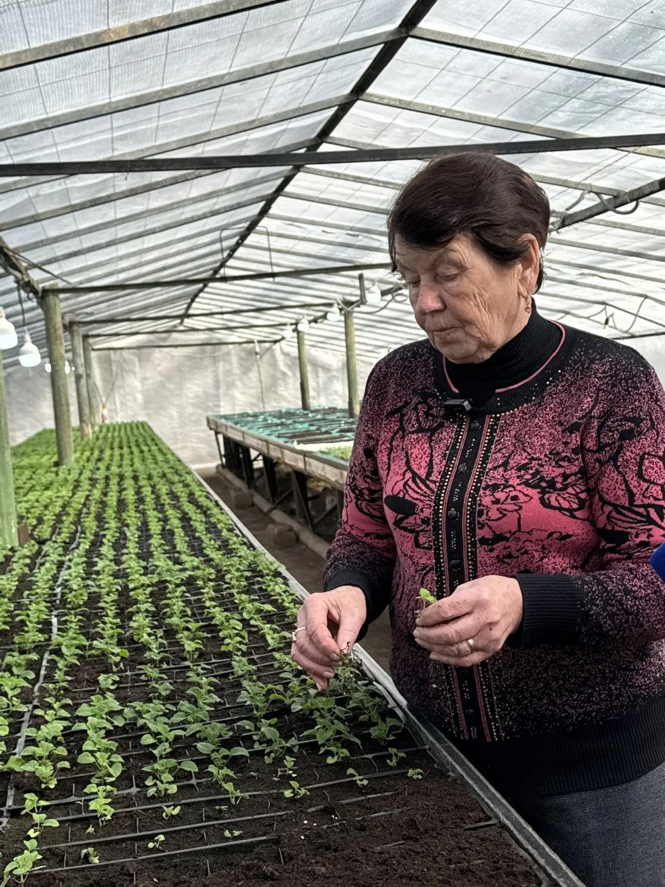 В теплицах "Парков и скверов" появились первые весенние всходы сальвии и бархатцев В теплицах "Парков и скверов" появились первые весенние всходы сальвии и бархатцев