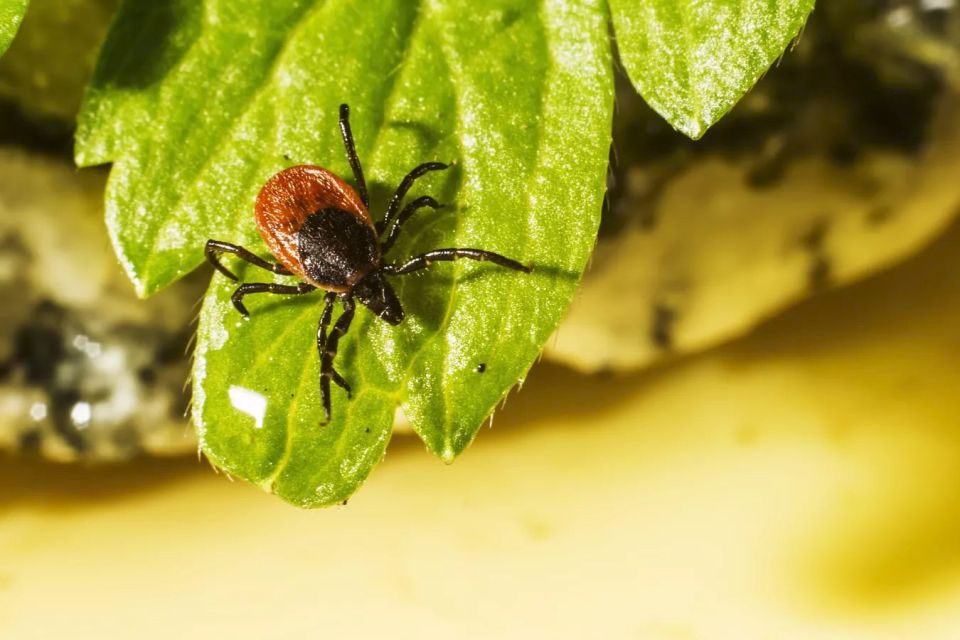 � ����� ������ ������� �����