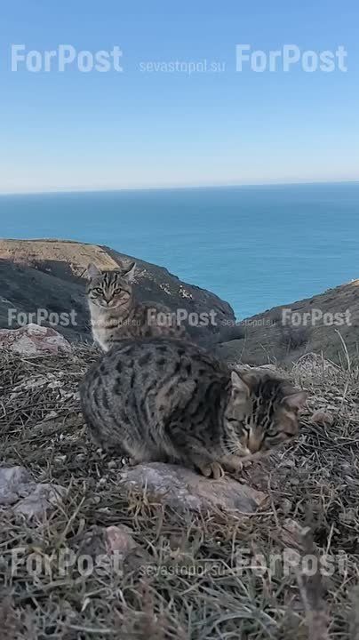 � ����������� ������� �����