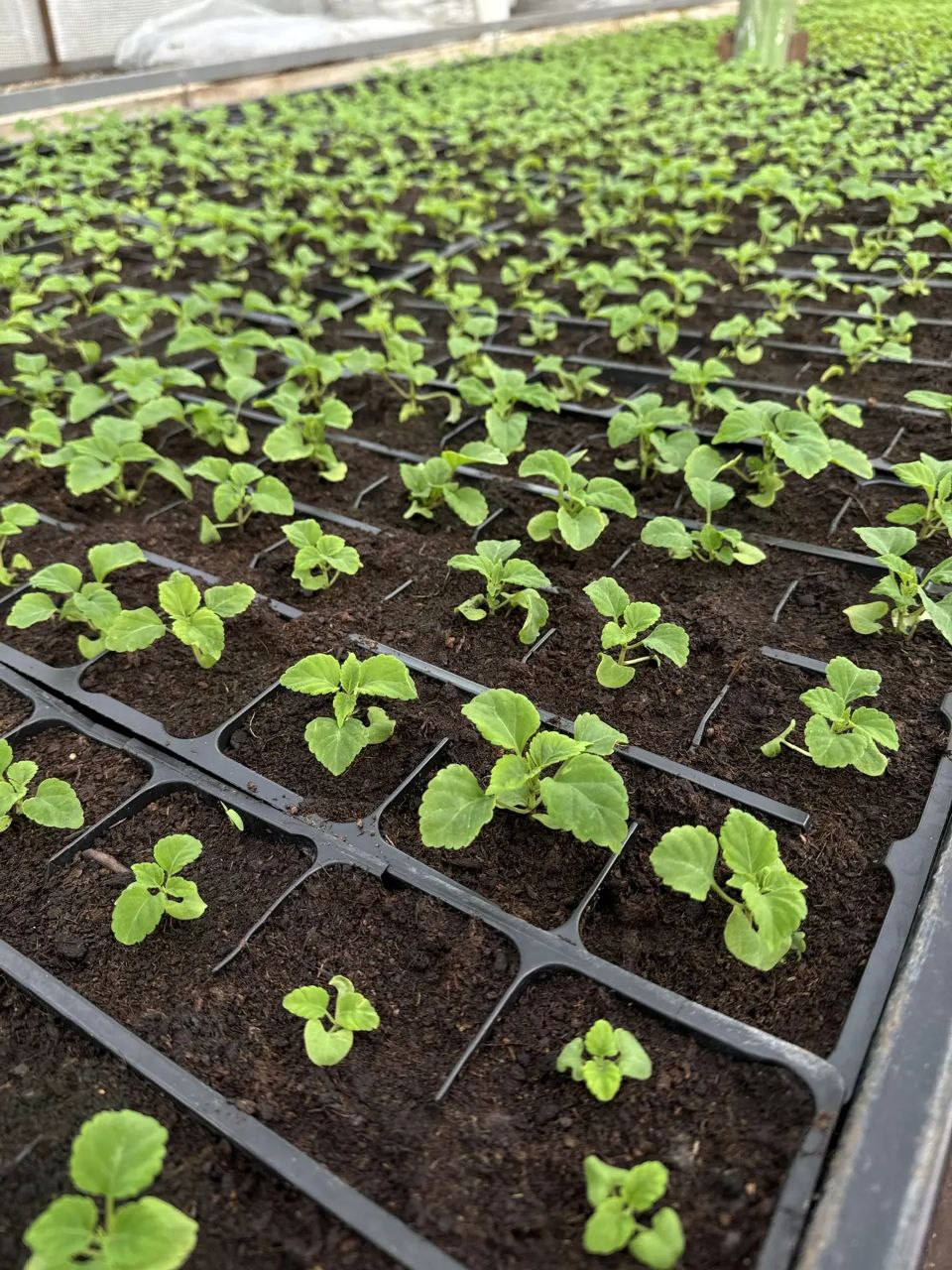 В теплицах "Парков и скверов" появились первые весенние всходы сальвии и бархатцев В теплицах "Парков и скверов" появились первые весенние всходы сальвии и бархатцев