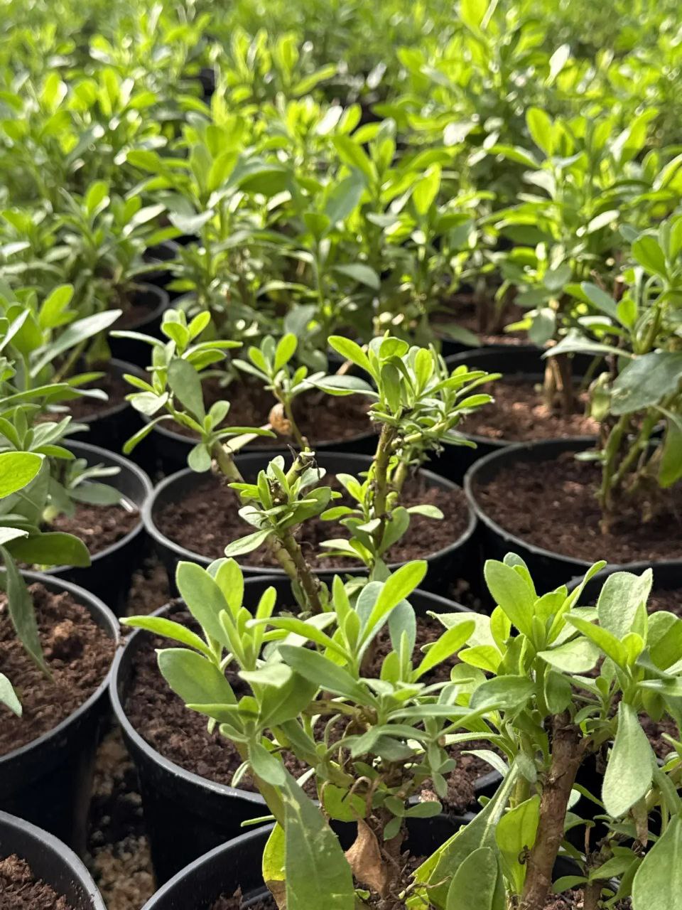 В теплицах "Парков и скверов" появились первые весенние всходы сальвии и бархатцев В теплицах "Парков и скверов" появились первые весенние всходы сальвии и бархатцев