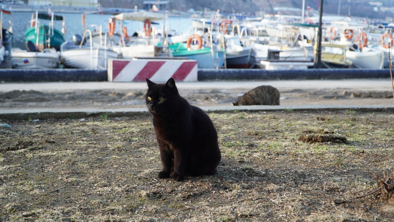 Балаклава: место, где коты-рыбаки покоряют сердца туристов Балаклава: место, где коты-рыбаки покоряют сердца туристов