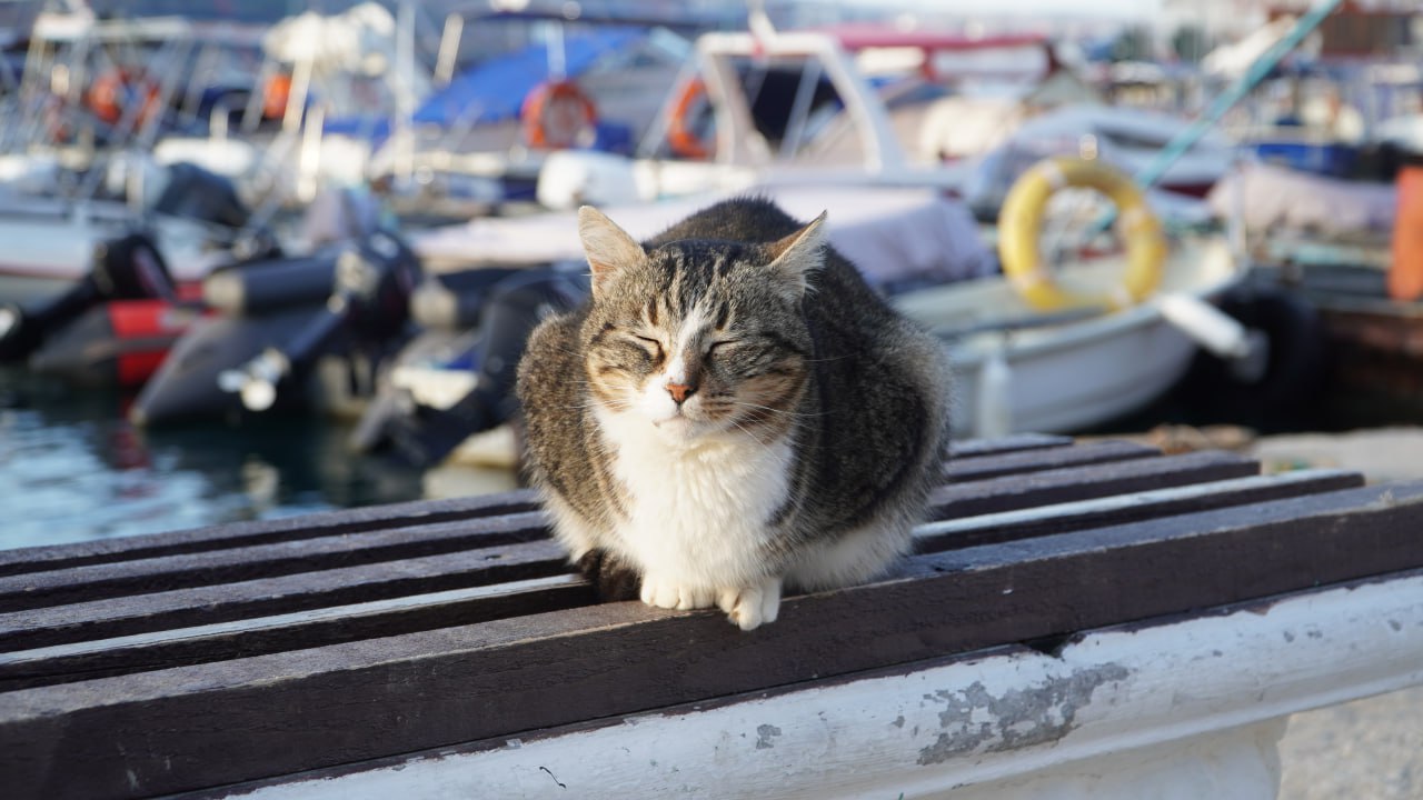 Балаклава: место, где коты-рыбаки покоряют сердца туристов