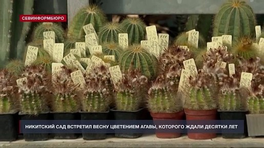 В кактусовой оранжерее Никитского ботанического сада случилось настоящее чудо