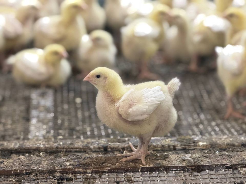 Николай Приставка: Уважаемые севастопольцы и владельцы домашней птицы! Николай Приставка: Уважаемые севастопольцы и владельцы домашней птицы!