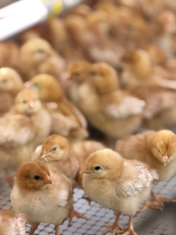 Николай Приставка: Уважаемые севастопольцы и владельцы домашней птицы! Николай Приставка: Уважаемые севастопольцы и владельцы домашней птицы!