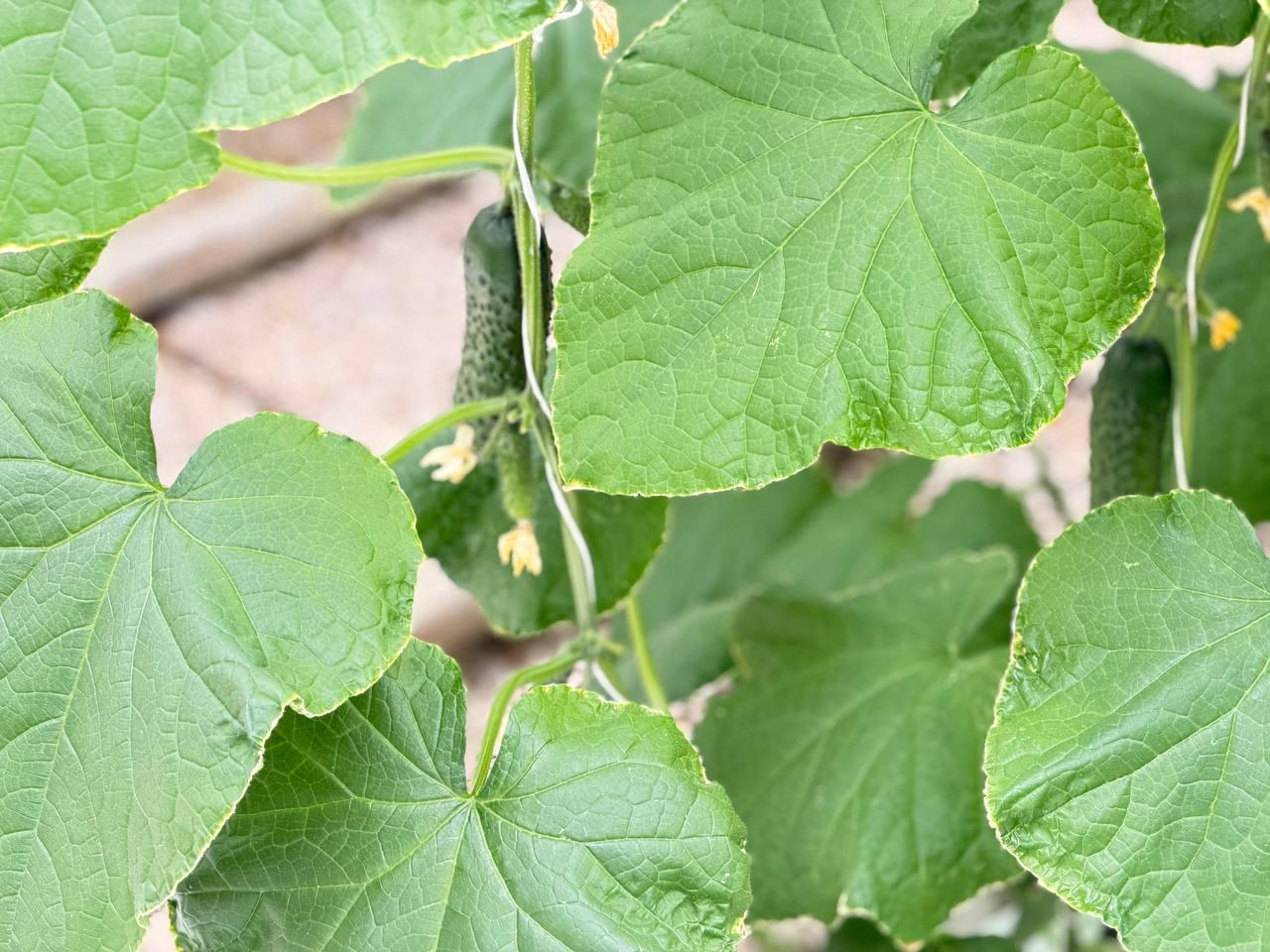 Татьяна Лобач: Вместе с заместителем главы Балаклавского муниципального округа Юлией Липовкой посетили предприятие ООО «Севагросоюз» в Севастополе Татьяна Лобач: Вместе с заместителем главы Балаклавского муниципального округа Юлией Липовкой посетили предприятие ООО «Севагросоюз» в Севастополе