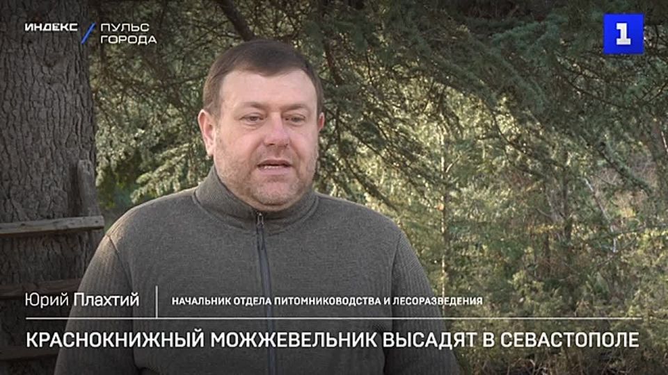 Краснокнижный можжевельник высадят в Севастополе