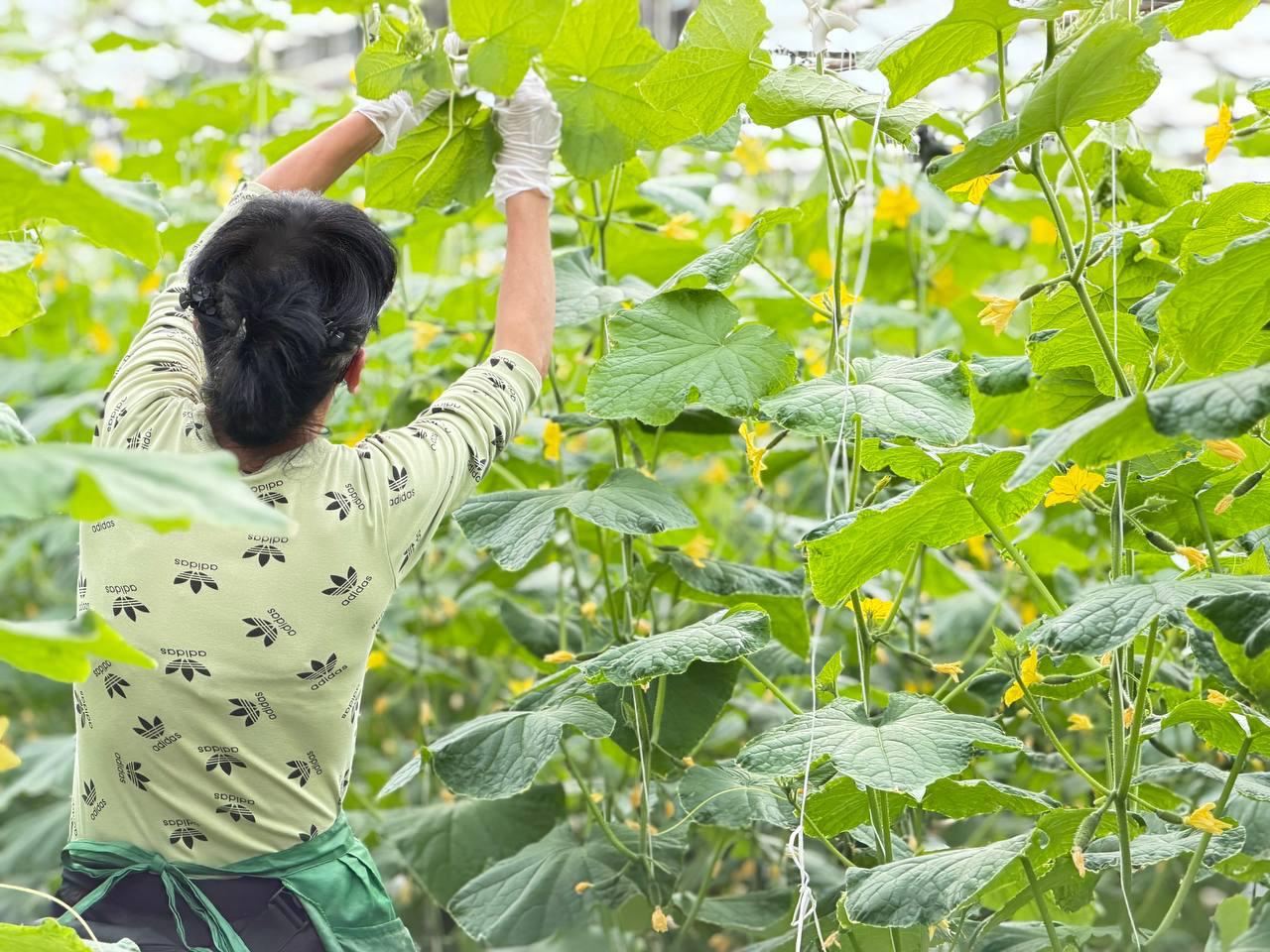 Татьяна Лобач: Вместе с заместителем главы Балаклавского муниципального округа Юлией Липовкой посетили предприятие ООО «Севагросоюз» в Севастополе Татьяна Лобач: Вместе с заместителем главы Балаклавского муниципального округа Юлией Липовкой посетили предприятие ООО «Севагросоюз» в Севастополе