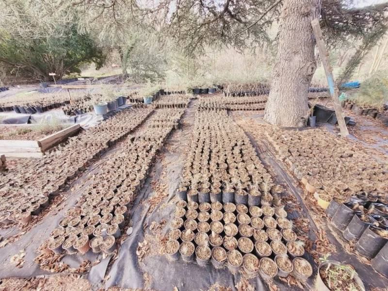 В Мекензиевском лесничестве высадят более четырех тысяч саженцев краснокнижного можжевельника