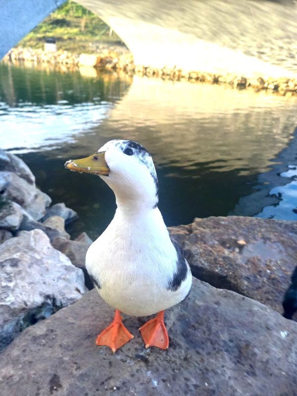 �������, ������. � ����������� � ������� ��� �������