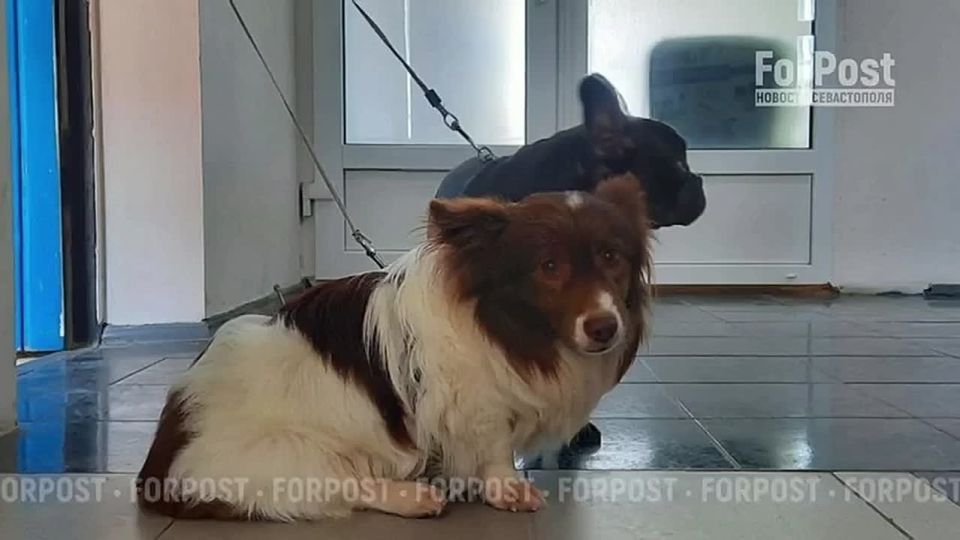 ���������� �������� �������� ����� ������� �������������� ����� ��������