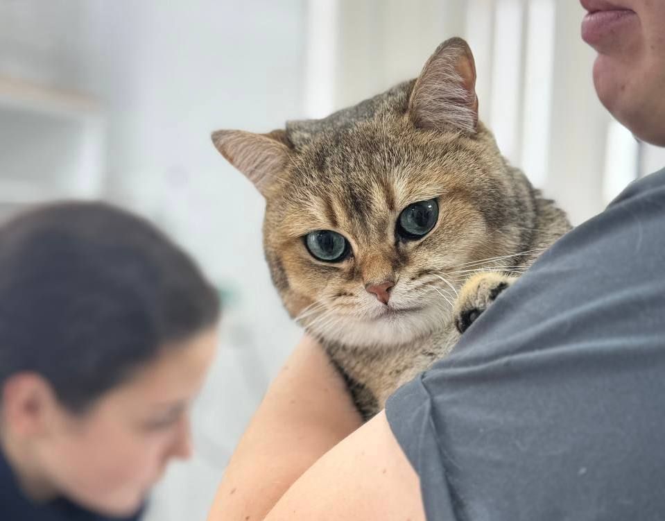 ������� ���������: ���� ���������� � ���� ������������ ������ ����� ������������ �� ������ ��� ������ 2026 ����