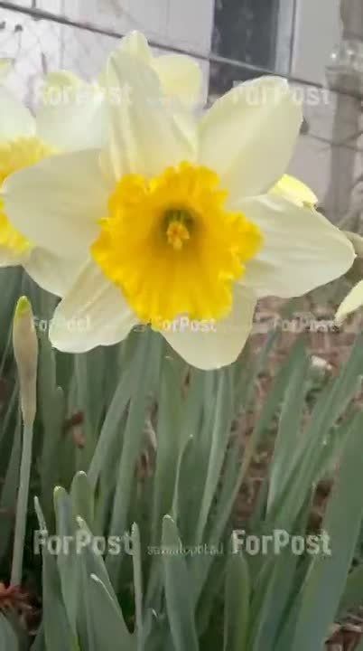 ��������������� ����� �������� ������ ��������