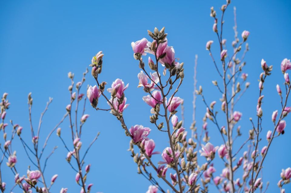 На Большой Морской в Севастополе цветет магнолия