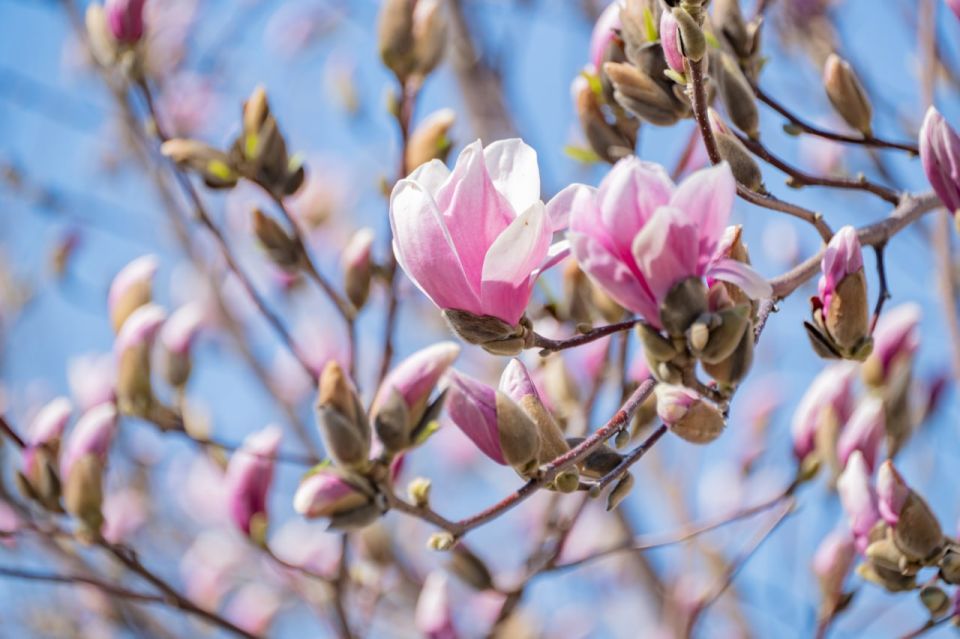 Михаил Развожаев: В Севастополь пришла долгожданная весна: на Большой Морской цветет магнолия