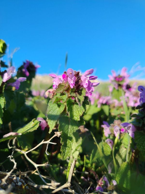 #Что за растение?. Этот невысокий травянистый многолетник с мягкими бархатистыми листьями внешне очень напоминает крапиву, но не имеет жгучих волосков