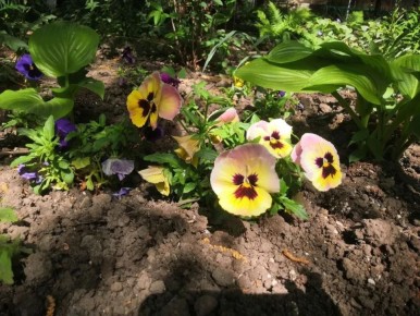 ������ � ����������� �������, ��� �������