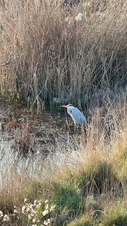 Царственная цапля из небольшой бухточки в районе Рыбацкого причала желает всем бодрой доброй рабочей недели
