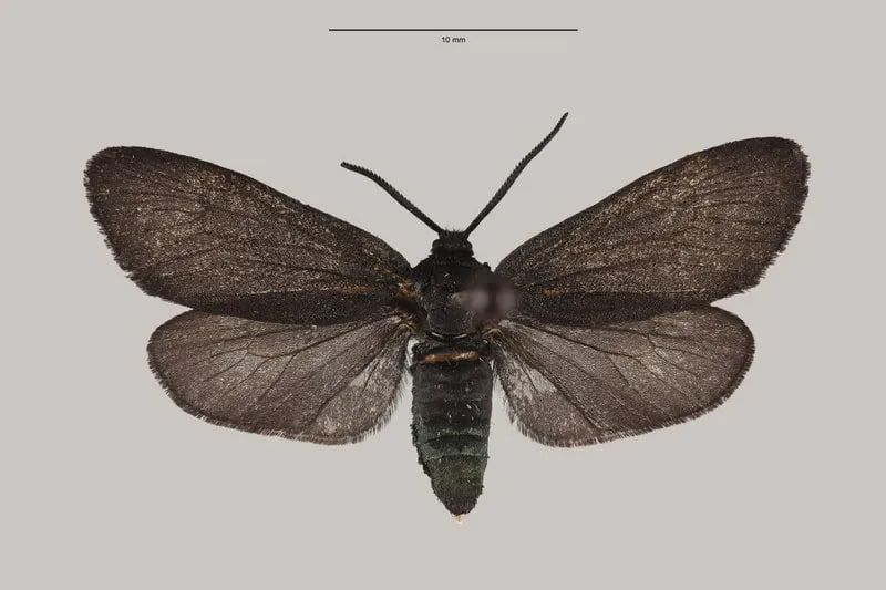 Установить новый для России вид бабочек помог ученый из Крыма