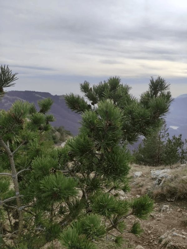 С 1 апреля в Севастополе начинается пожароопасный сезон, который продлится до холодов или дождливой осени
