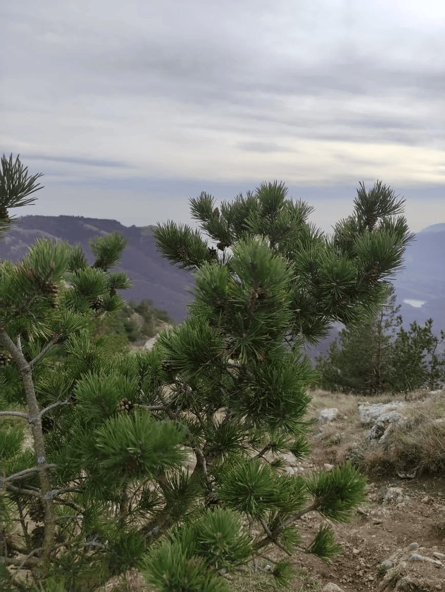 С 1 апреля в Севастополе начинается пожароопасный сезон, который продлится до холодов или дождливой осени
