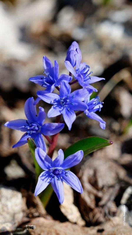 ����������� �� ��� ������� � ������������ �����