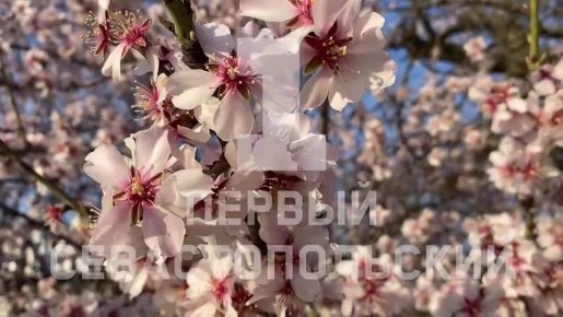 В Севастополе наступило самое красивое время: город расцвёл белоснежным и коралловым кружевом